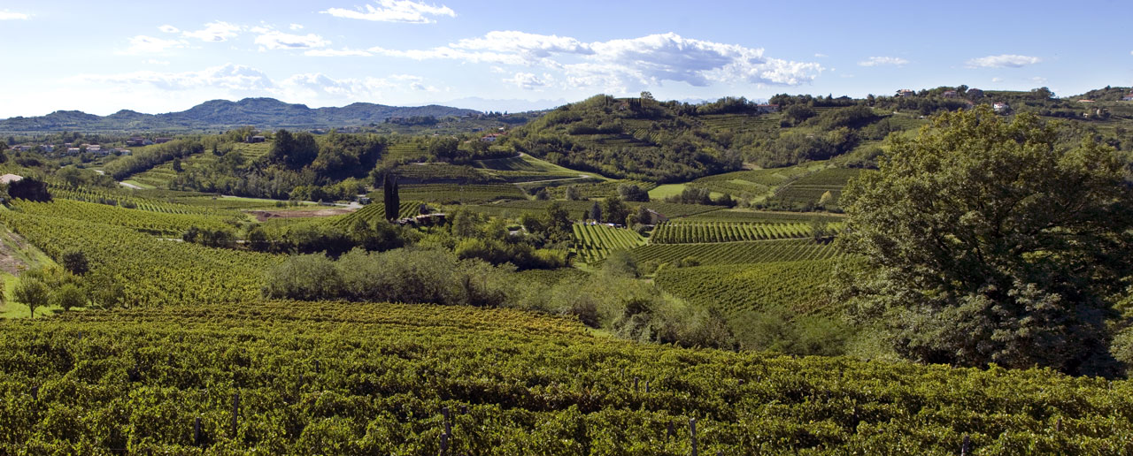 Collio-Muzic-Vigne-Vino